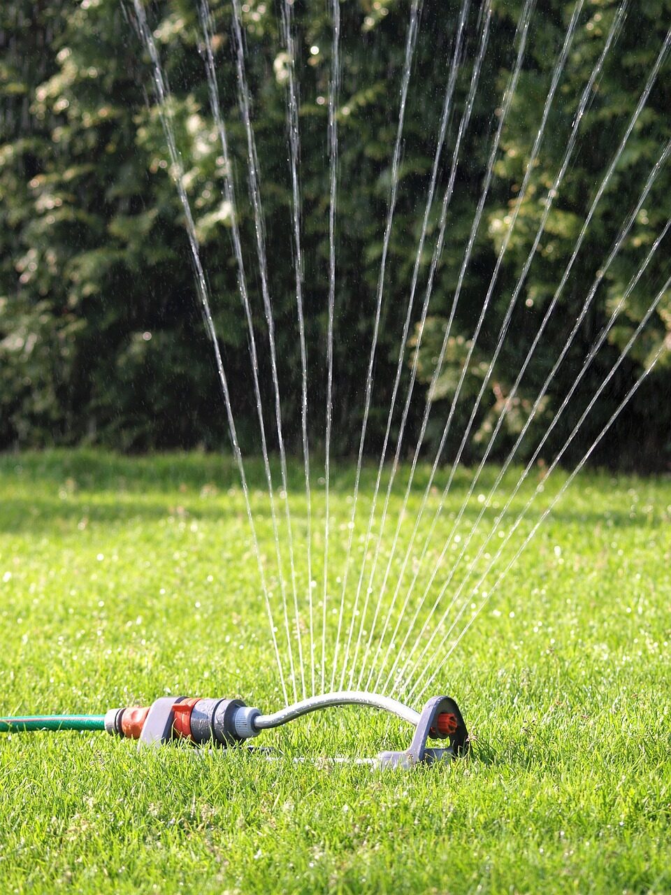 Oscillating lawn sprinkler spraying high streams of water across green grass in Maple Ridge