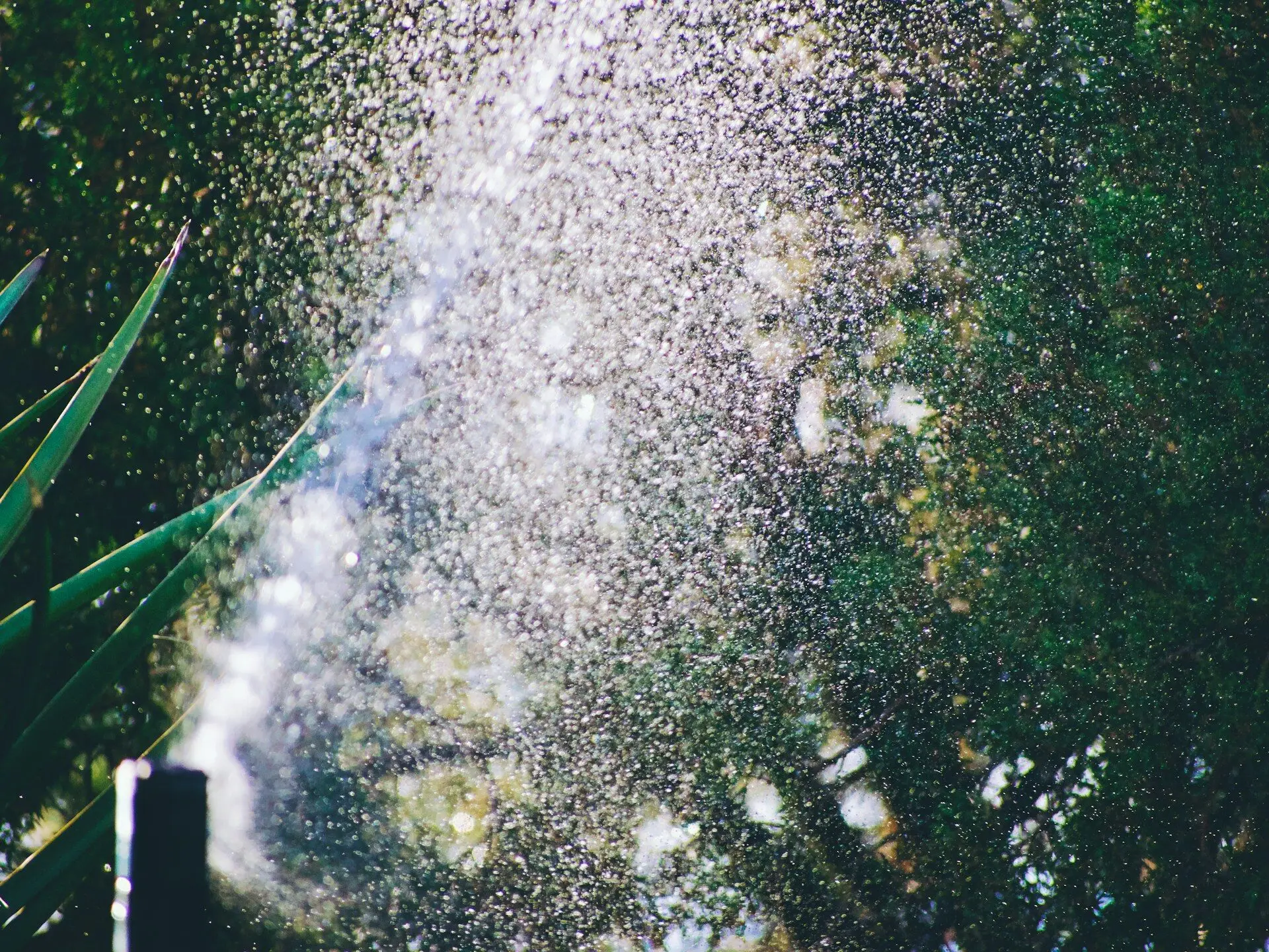 pop-up sprinkler spraying a heavy mist of water over green foliage outdoors