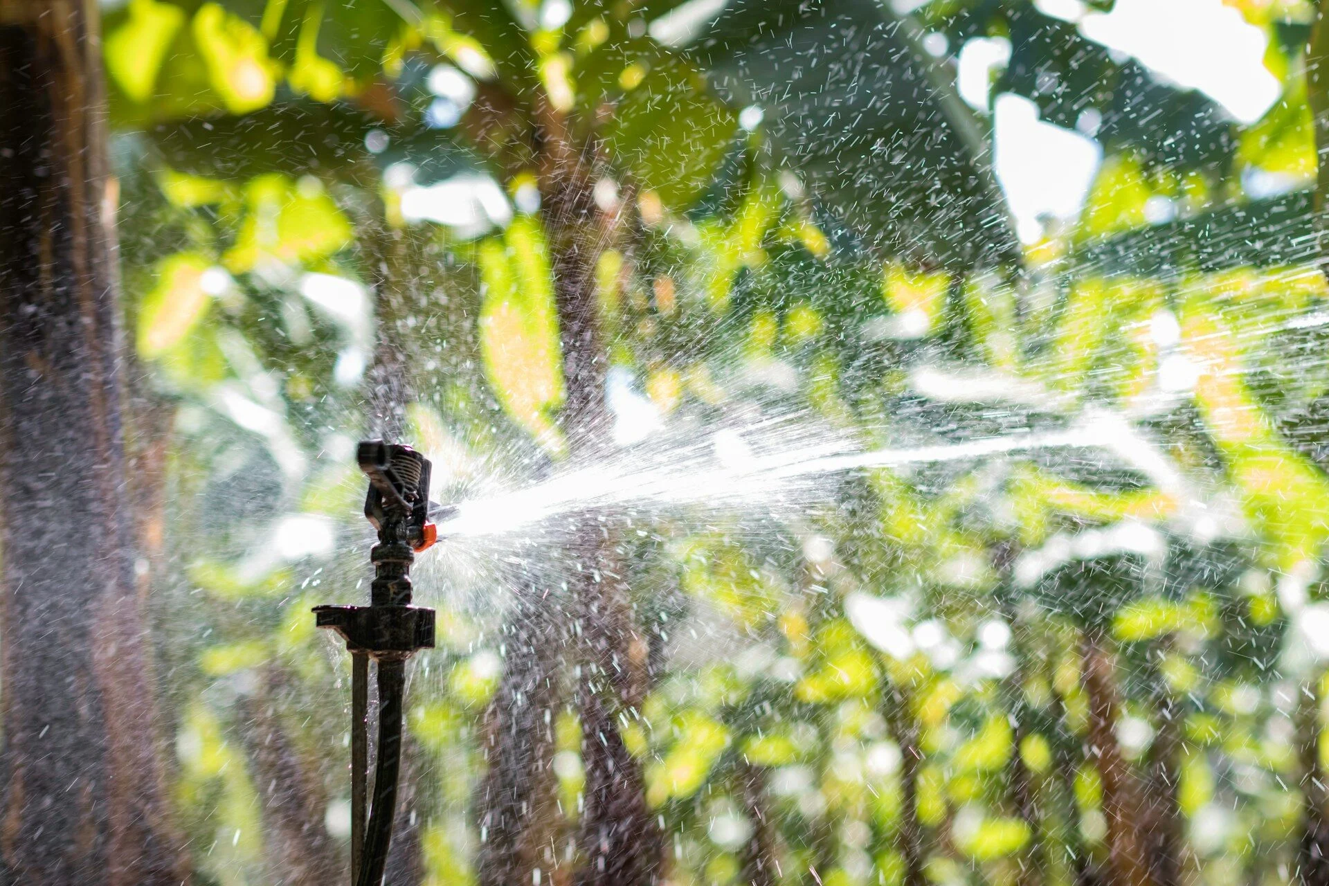 Impact sprinkler head spraying water across a lush green garden