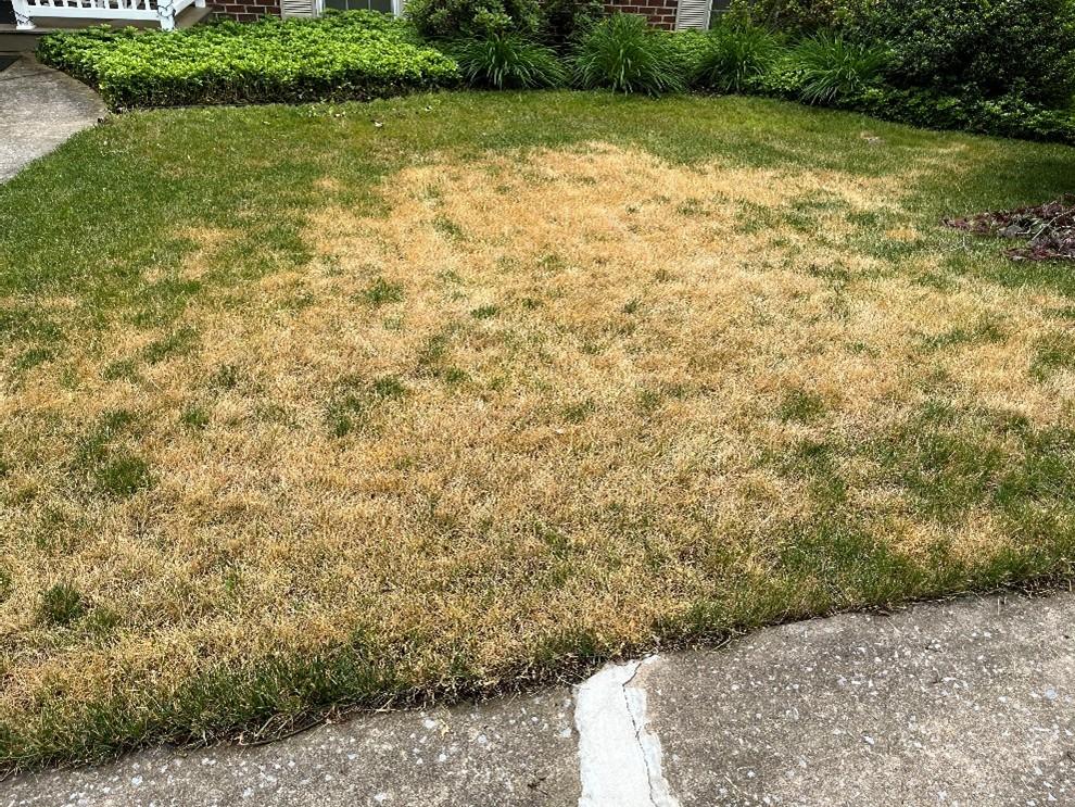 Brown patch surrounded by healthy green grass caused by uneven lawn irrigation